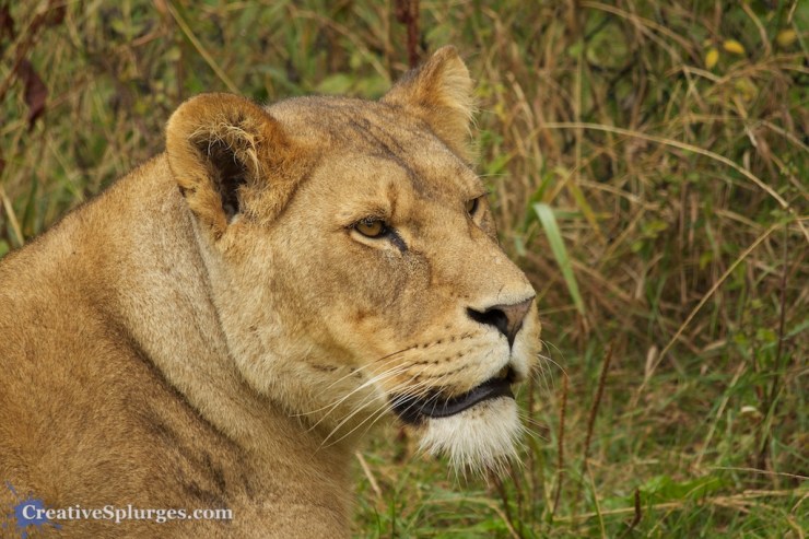 1/200sec, f/5.6, ISO 320, 235mm