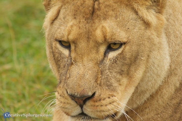 1/200sec, f/5.6, ISO 320, 300mm