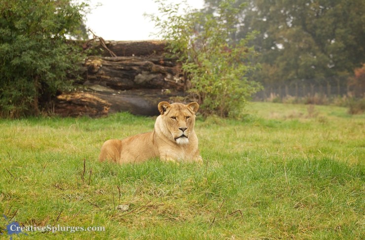 1/250sec, f/4.5, ISO 500, 70mm