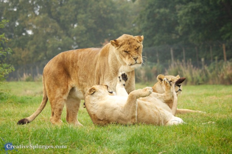 1/200sec, f/4.5, ISO 500, 105mm