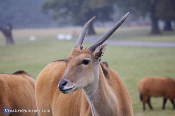 1/500sec, f/5, ISO 320, 135mm