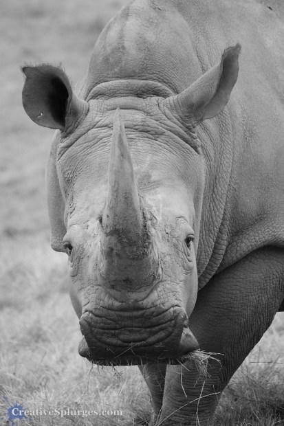 1/200sec, f/5.6, ISO 320, 200mm