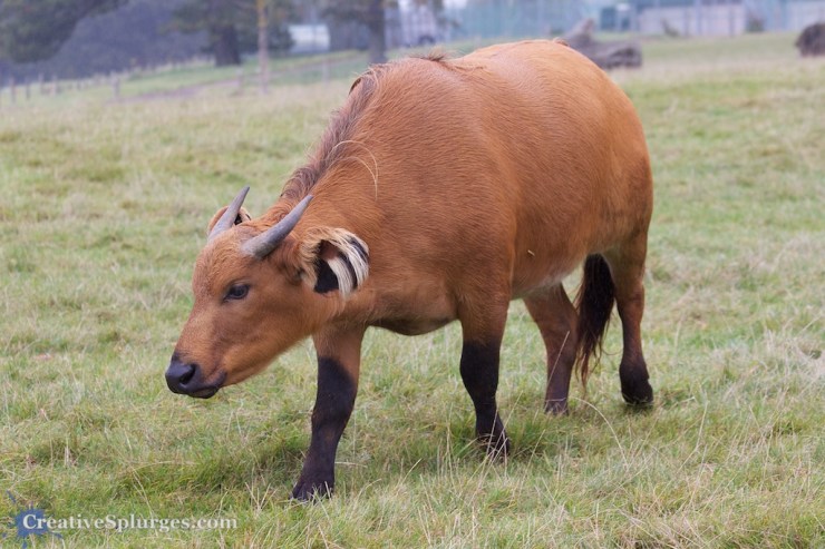 1/250sec, f/5.6, ISO 320, 90mm