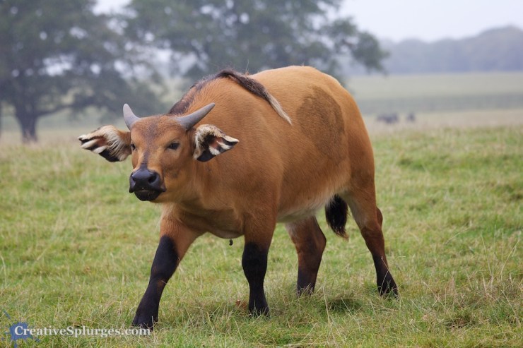 1/250sec, f/5.6, ISO 320, 140mm