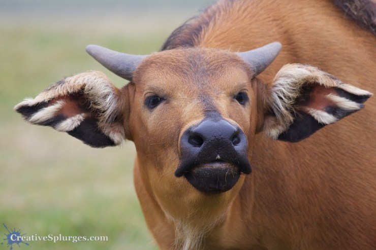 1/250sec, f/5.6, ISO 320, 235mm