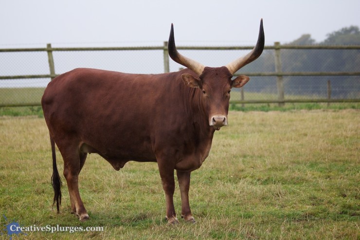 1/500sec, f/4.5, ISO 320, 100mm