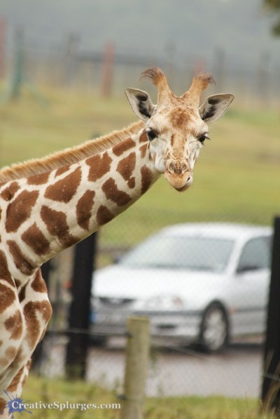 1/640sec, f/5.6, ISO 320, 300mm