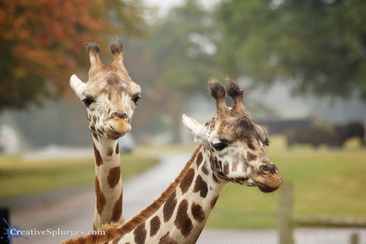 1/500sec, f/5, ISO 320, 200mm