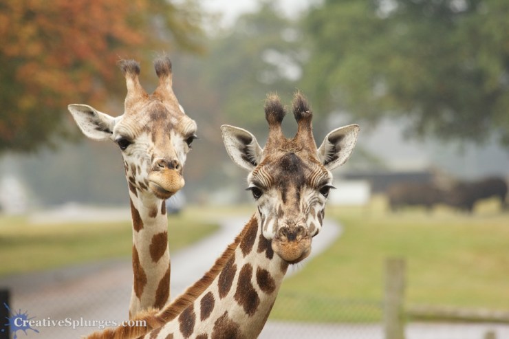 1/500sec, f/5, ISO 320, 200mm