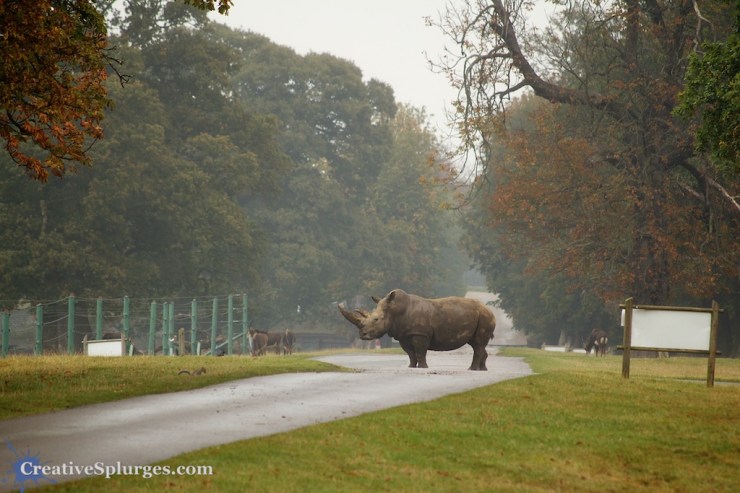 1/400sec, f/5.6, ISO 250, 300mm