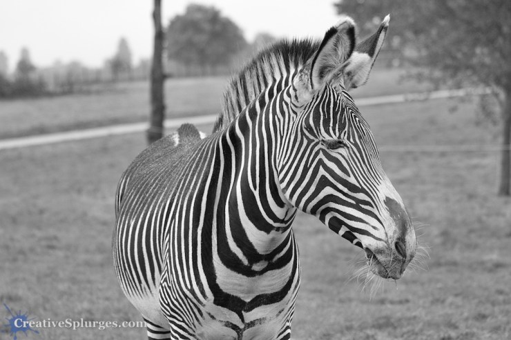 1/500sec, f/4.5, ISO 250, 95mm