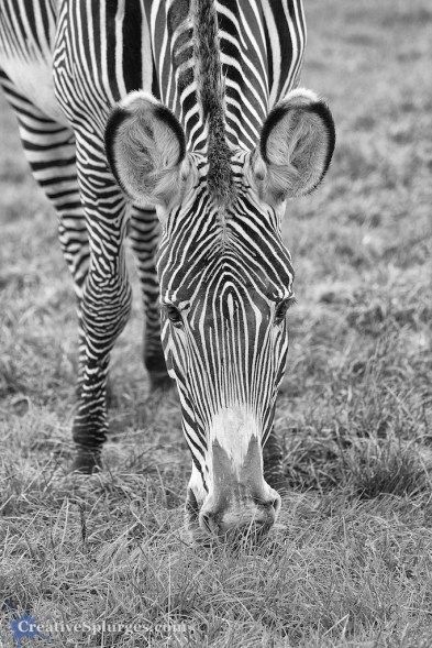 1/320sec, f/4.5, ISO 250, 130mm