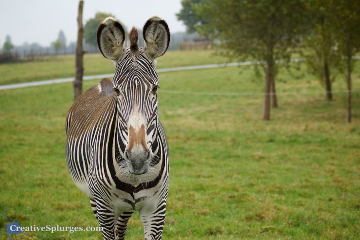 1/640sec, f/4, ISO 250, 70mm