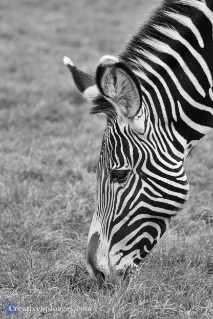 1/200sec, f/5, ISO 250, 140mm