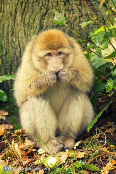 1/80, f/5, ISO 640, 190mm