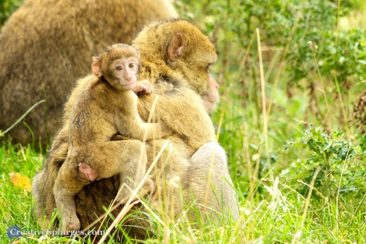 1/125, f/5, ISO 800, 210mm