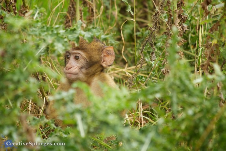 1/160, f/5.6, ISO 800, 300mm