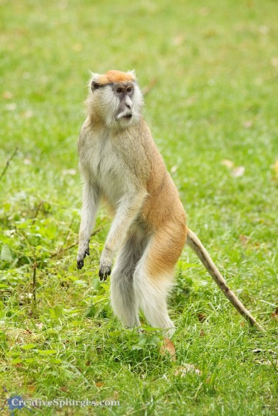 1/160, f/5, ISO 800, 160mm