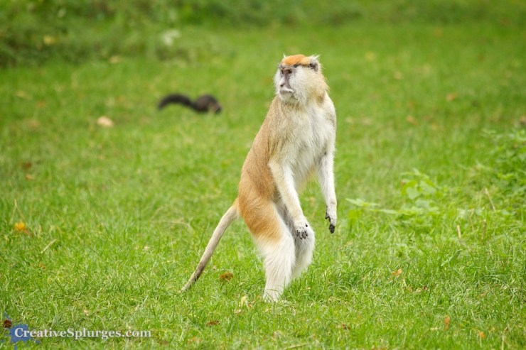 1/125, f/5.6, ISO 800, 235mm