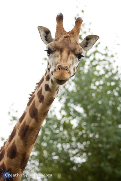 1/1000sec, f/5, ISO 800, 135mm