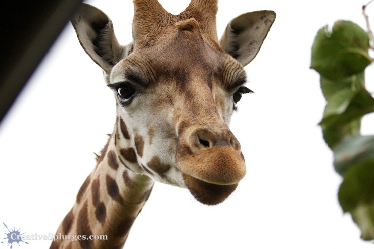 1/1000sec, f/4.5, ISO 800, 70mm