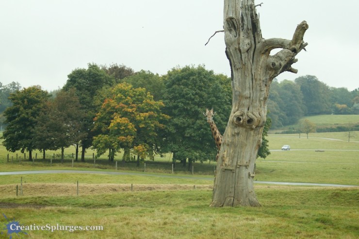 1/400sec, f/4.5, ISO 800, 70mm