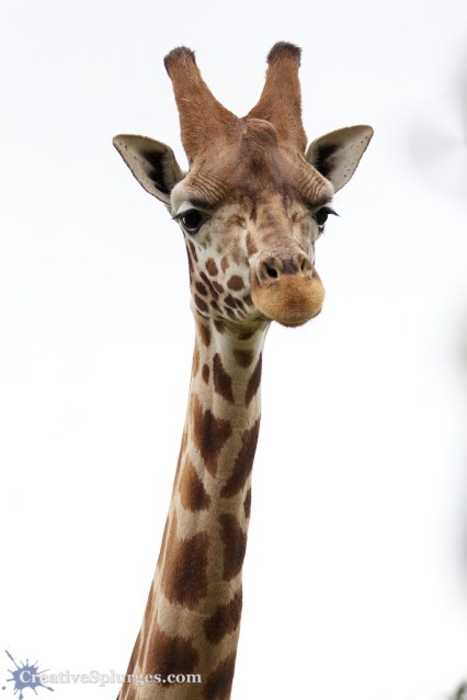 1/1600sec, f/4.5, ISO 800, 120mm