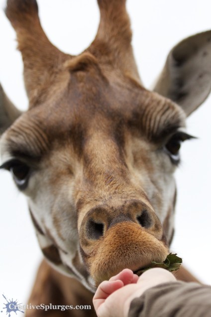 1/500sec, f/4.5, ISO 800, 70mm