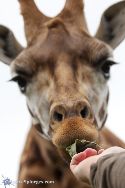 1/500sec, f/4.5, ISO 800, 70mm