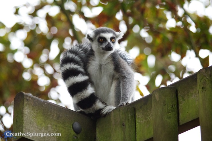 1/125sec, f/5, ISO 1600, 160mm