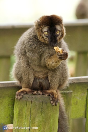 1/100sec, f/5.6, ISO 2000, 240mm