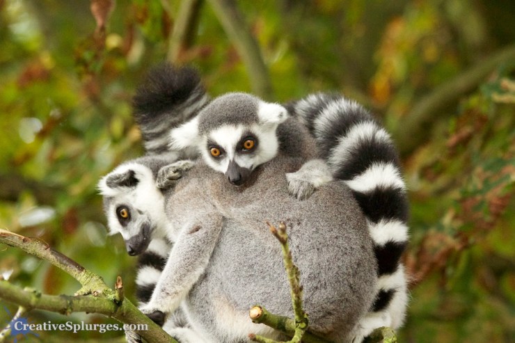 1/250sec, f/4.5, ISO 2500, 120mm