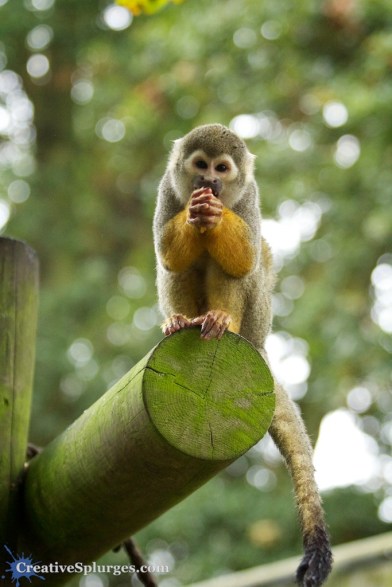 1/200, f/4.5, ISO 2500, 90mm