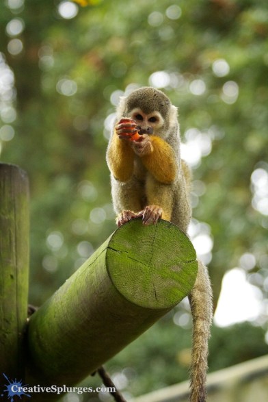 1/200, f/4.5, ISO 2500, 90mm