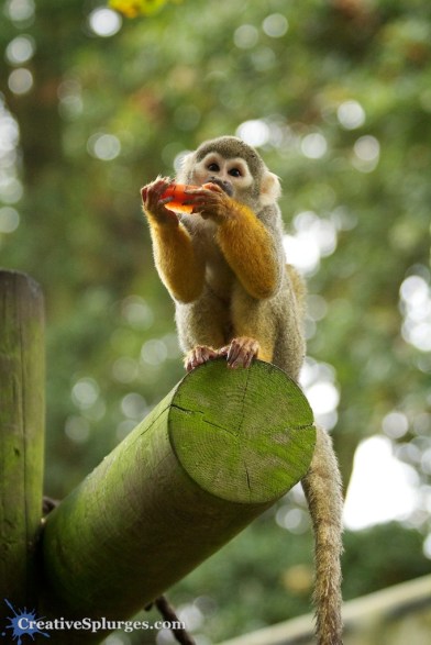 1/200, f/4.5, ISO 2500, 90mm