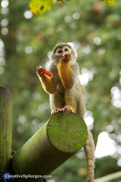 1/200, f/4.5, ISO 2500, 90mm