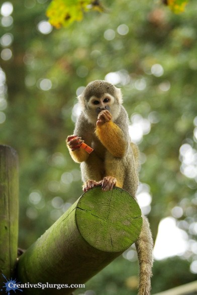 1/200, f/4.5, ISO 2500, 90mm