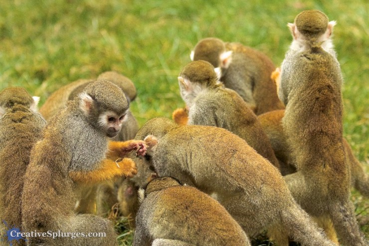 1/320, f/4, ISO 2500, 70mm