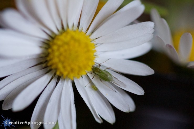 1/100, f/2.8, ISO 2000, 100mm