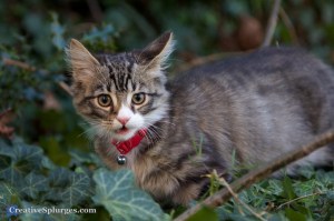 Looking a bit feral…