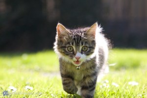 1/800sec, f/4, ISO 250, 105mm