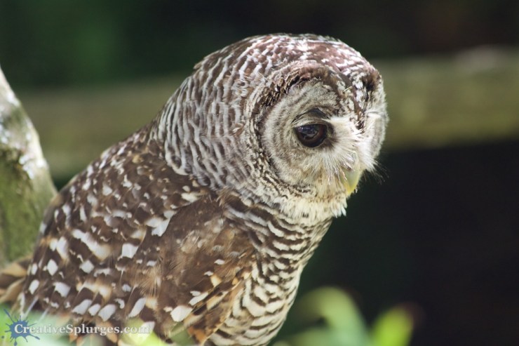 1/200sec, f/5.6, ISO 1000, 300mm