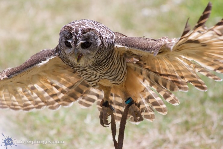 1/1250sec, f/5.6, ISO 500, 300mm