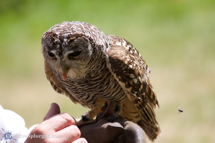 1/1250sec, f/5.6, ISO 500, 300mm