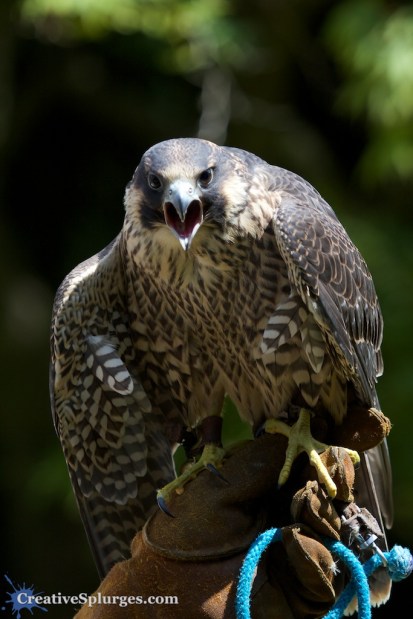 1/1000sec, f/5, ISO 500, 250mm