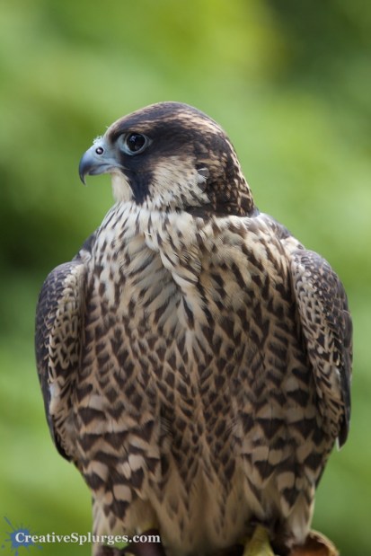 1/250sec, f/5.6, ISO 500, 275mm