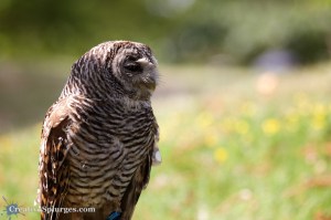 1/1000sec, f/5, ISO 400, 150mm