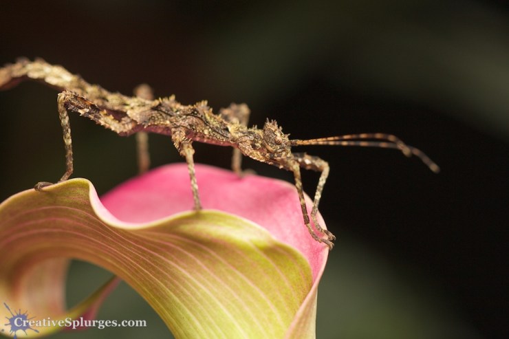 1/125sec, f/4, ISO 800, 100mm