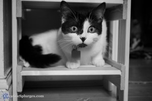 1/100sec, f/4, ISO 1250, 35mm