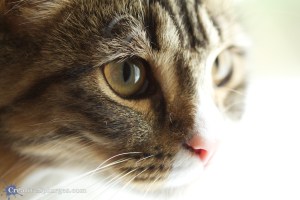 1/100sec, f/2.8, ISO 1000, 100mm